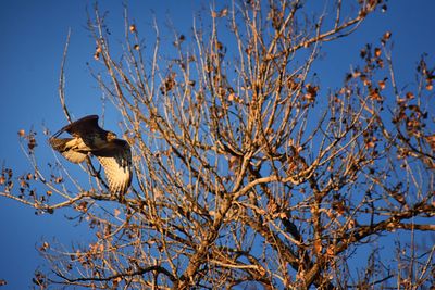 Adult swainson's hawk buteo swainsoni large buteo hawk the falconiformes.    colorado broomfield