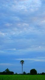 Trees on field against sky