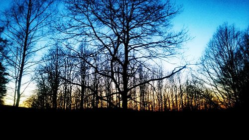 Low angle view of silhouette bare trees against sky