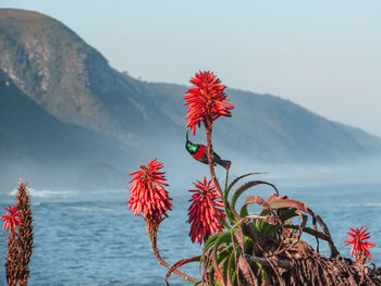 Beautiful flowers with humming bird in south africa.