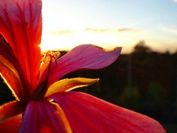 Close-up of orange flower blooming against sky