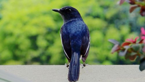 Close-up of bird perching on tree