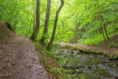 Scenic view of forest