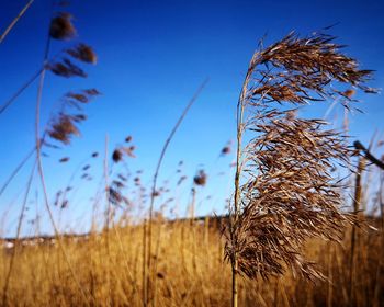 Close-up of stalks in field against blue sky