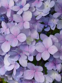 Close-up of purple flowers