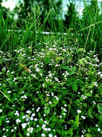 Full frame shot of flowering plants on field