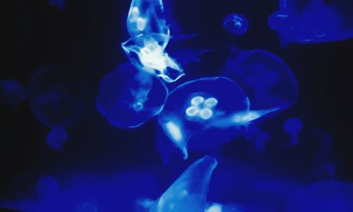 Close-up of jellyfish in aquarium