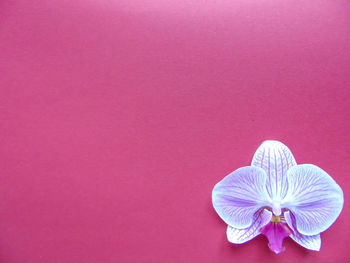 Close-up of pink flower