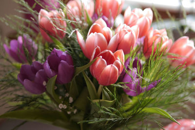 Close-up of pink flowering plant