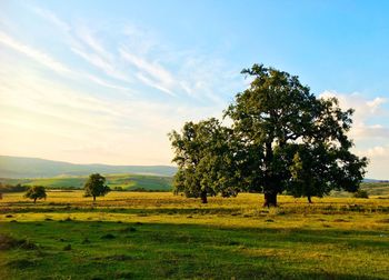 Trees and grass on landscape against sky