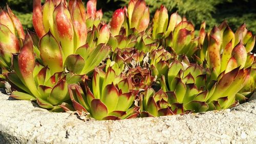 Close-up of prickly pear cactus