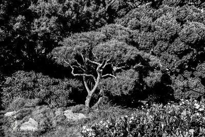 Plants growing on a tree