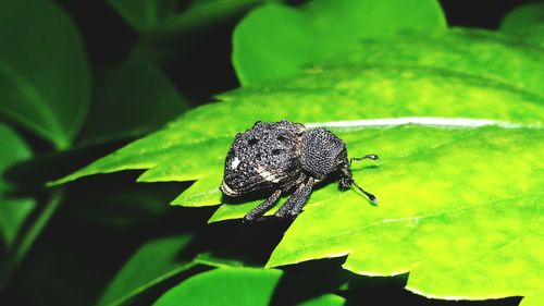 Close-up of insect on leaf