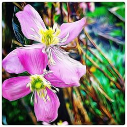 Close-up of purple flowers