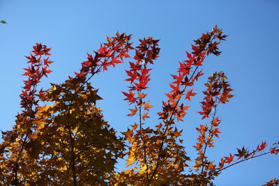 Low angle view of trees against clear blue sky