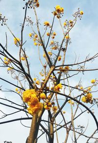 Low angle view of tree against sky