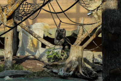 Cat relaxing on tree in zoo