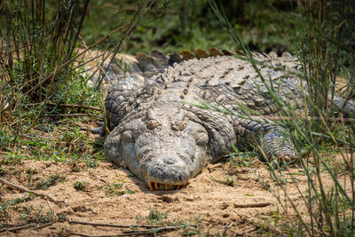 Crocodile in kruger