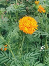 Close-up of yellow flowering plants