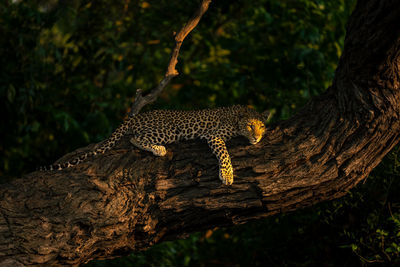 Close-up of leopard on tree trunk