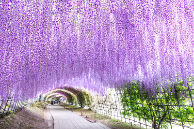 Scenic view of pink flowering plants in park