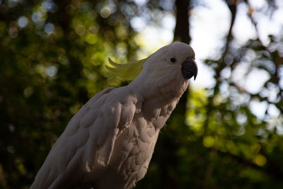 Close-up of parrot perching on tree