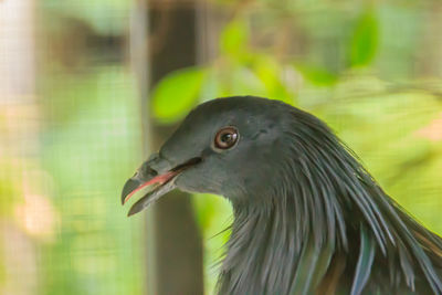 Close-up of a bird