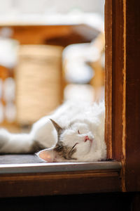 Cat sleeping on window at home