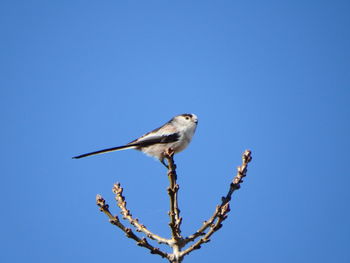 Bird perching on a tree