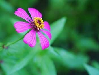 Close-up of pink flower