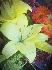 Close-up of yellow flowers
