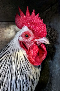 Close-up of rooster