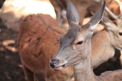 Close-up of giraffe