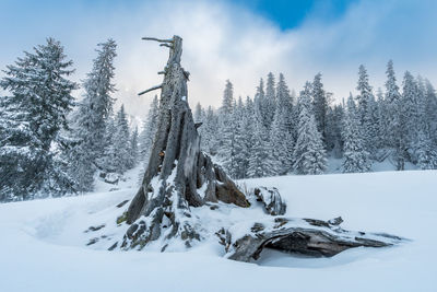 Plants on snow covered land against sky