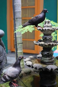 Bird perching on a fountain