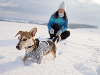 Dogs on snow covered land