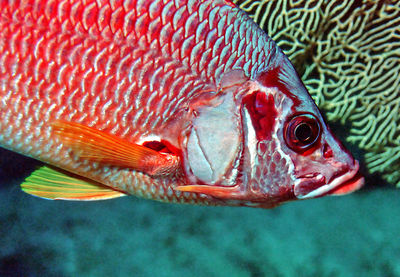 Close-up of fish swimming in sea