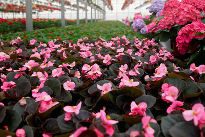 Close-up of pink flowering plants in greenhouse