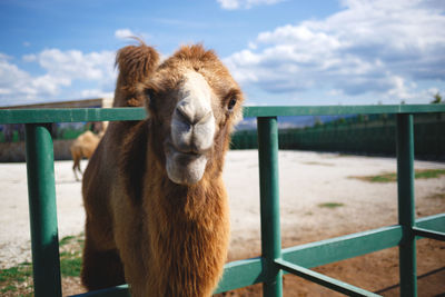 View of a horse on fence