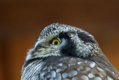 Close-up of owl