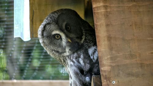 Close-up of an animal