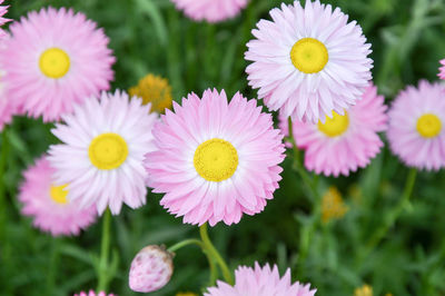 Close-up of pink daisy flowers