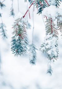 Snow on the pine tree leaves in winter season, white background