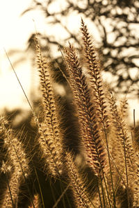 Close-up of spiked plant