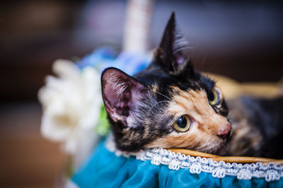 Close-up of cat resting in basket