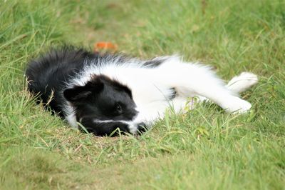 Dog resting on a field