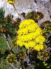 Yellow flowers blooming outdoors