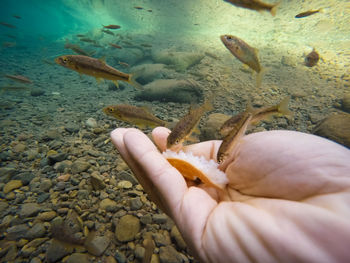 View of fish swimming in sea