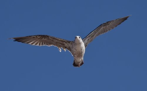 Low angle view of eagle flying against clear sky