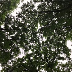 Low angle view of trees in forest against sky